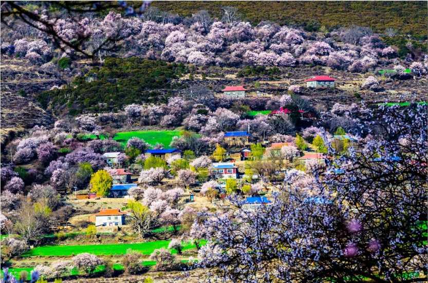林芝看桃花