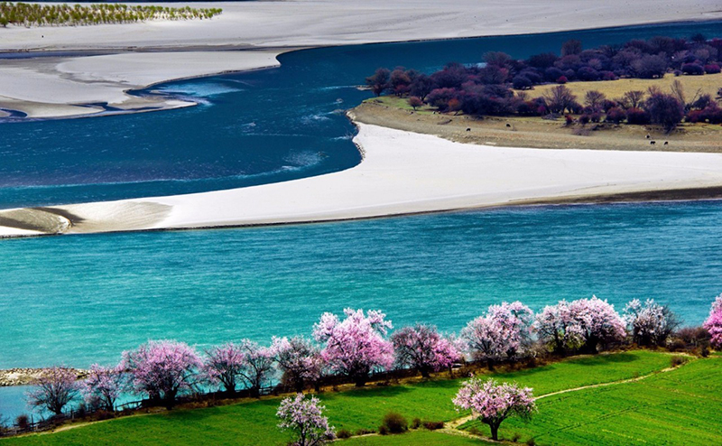 林芝桃花
