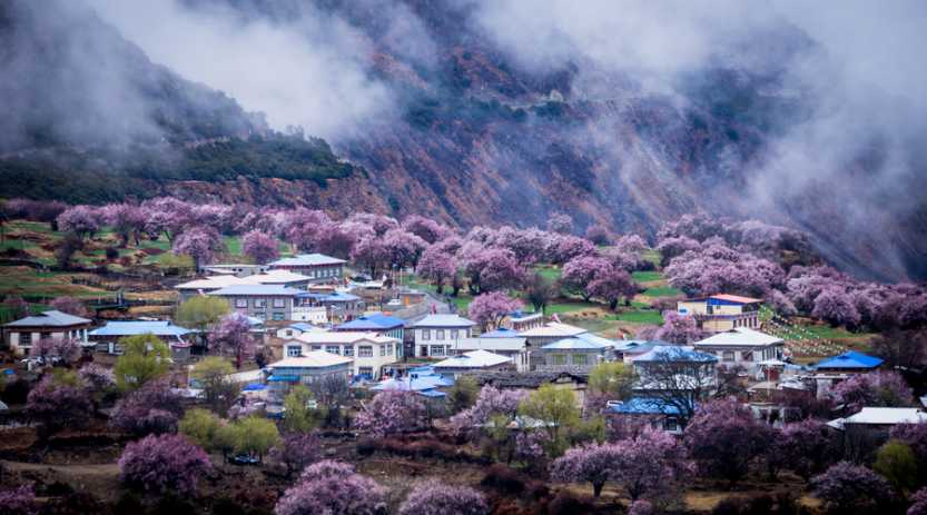 林芝看桃花