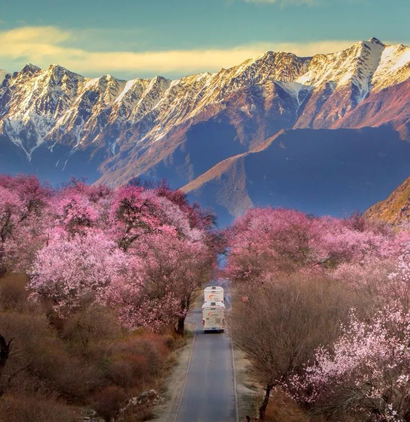 林芝桃花