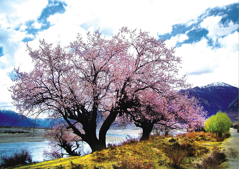 林芝桃花
