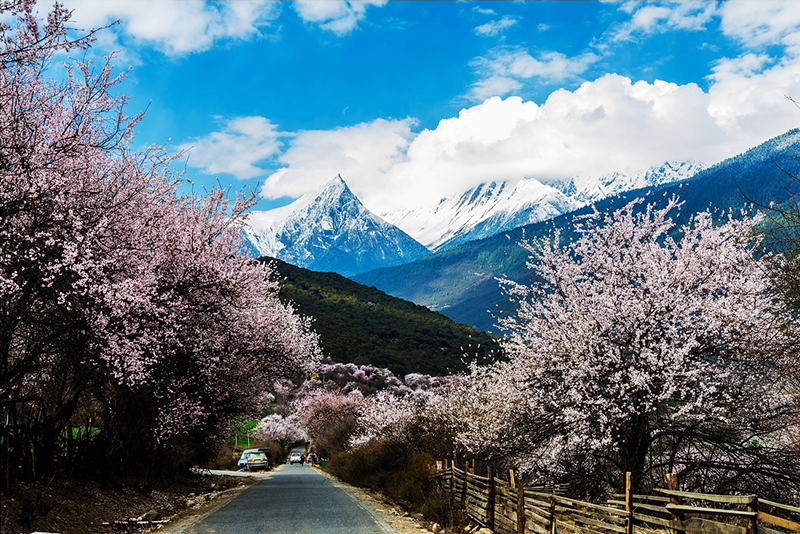 林芝看桃花