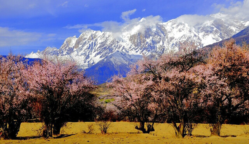 林芝桃花