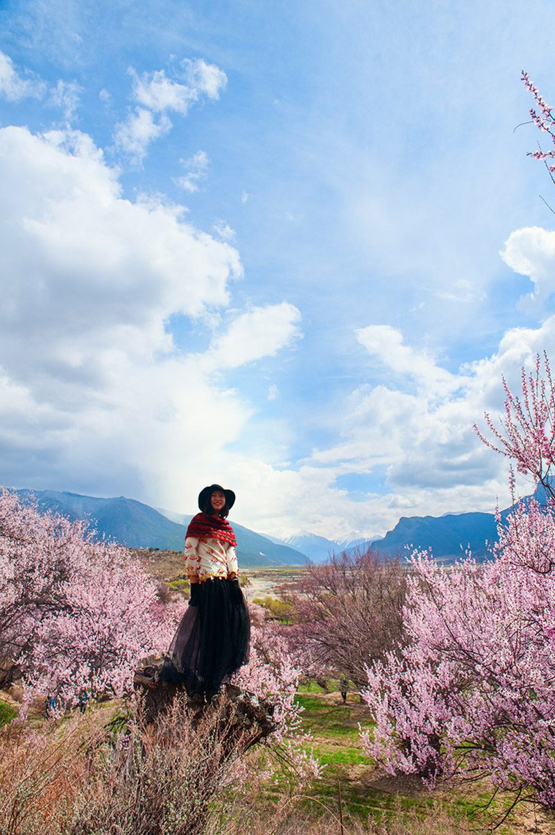 林芝桃花