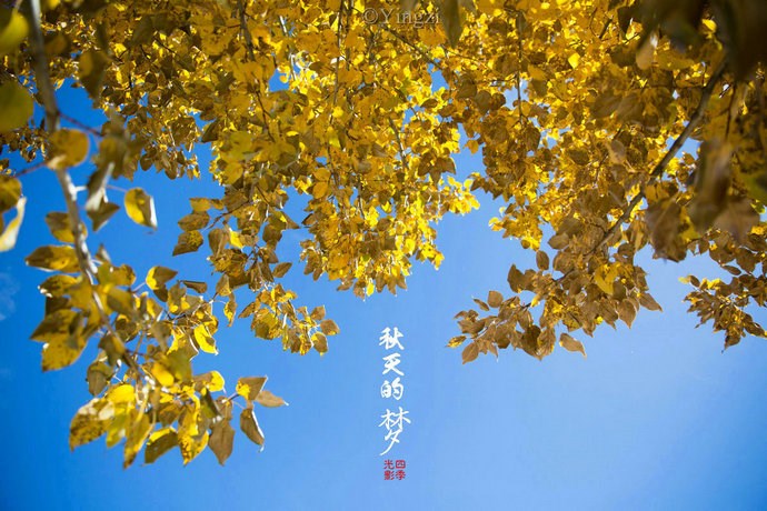 【稻城.青杨林】秋！<wbr>我想和你聊一聊<wbr>23P