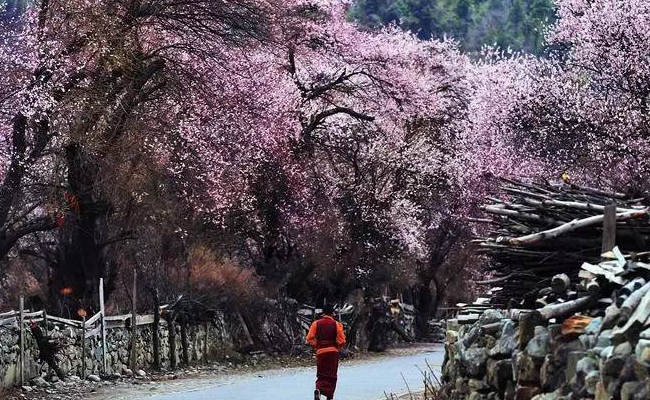 林芝桃花