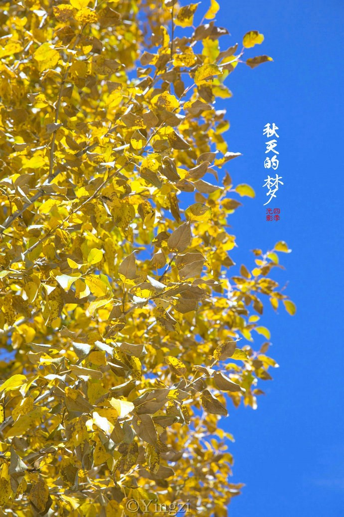 【稻城.青杨林】秋！<wbr>我想和你聊一聊<wbr>23P