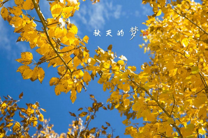 【稻城.青杨林】秋！<wbr>我想和你聊一聊<wbr>23P