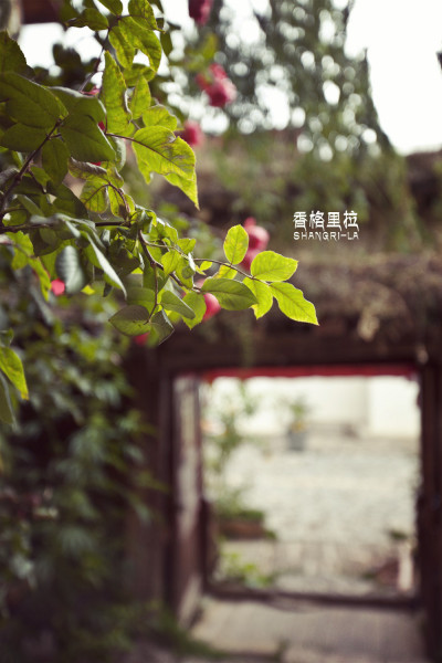 川藏线