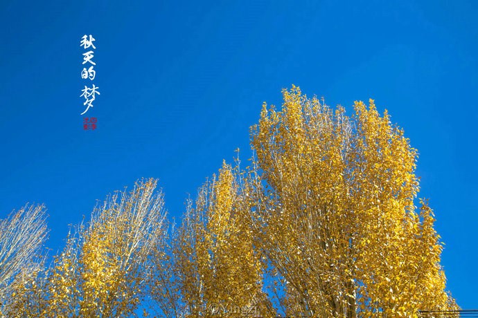 【稻城.青杨林】秋！<wbr>我想和你聊一聊<wbr>23P