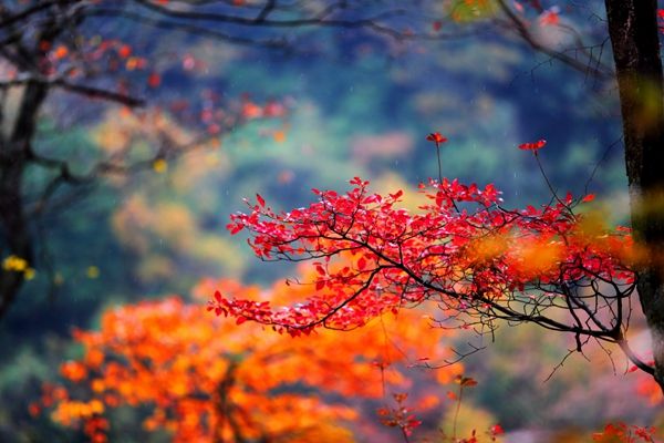 川藏线 光雾山
