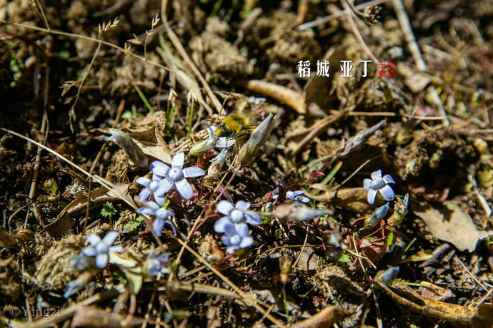 【稻城亚丁】幸福感爆棚<wbr>在洛绒牛场发呆的时光<wbr>46P 【稻城亚丁】幸福感爆棚<wbr>在洛绒牛场发呆的时光<wbr>46P