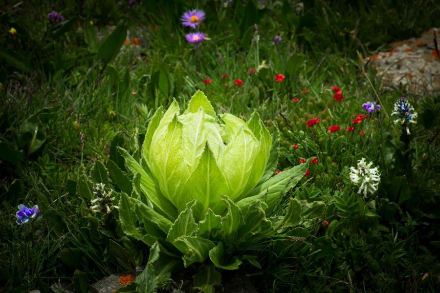  在姹紫嫣红的花草映衬下，圣洁的雪莲显得更加清丽、高雅、夺目，它才是真正的花仙子与花魁！ 