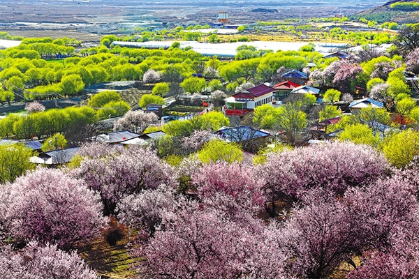嘎拉桃花村