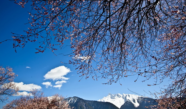 桃花与雪山