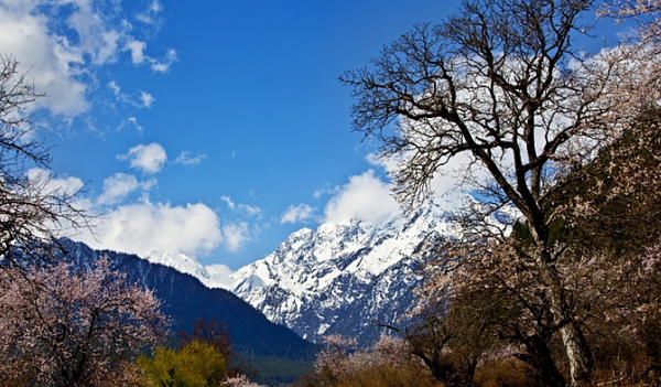 雪山、桃花