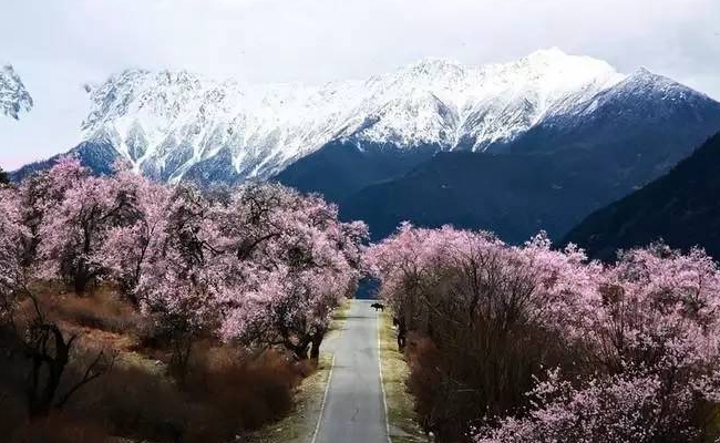 林芝桃花