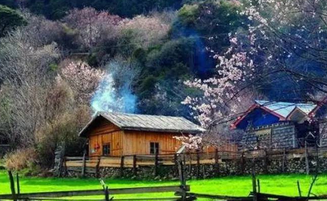 林芝桃花