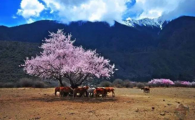 林芝桃花