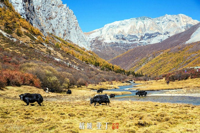 【稻城亚丁】幸福感爆棚<wbr>在洛绒牛场发呆的时光<wbr>46P 【稻城亚丁】幸福感爆棚<wbr>在洛绒牛场发呆的时光<wbr>46P