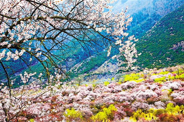 麦朗村的桃花