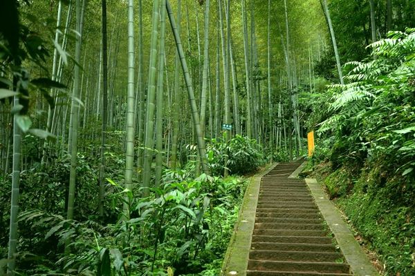 川藏线 蜀南竹海