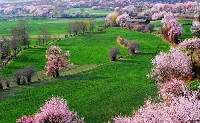 林芝桃花