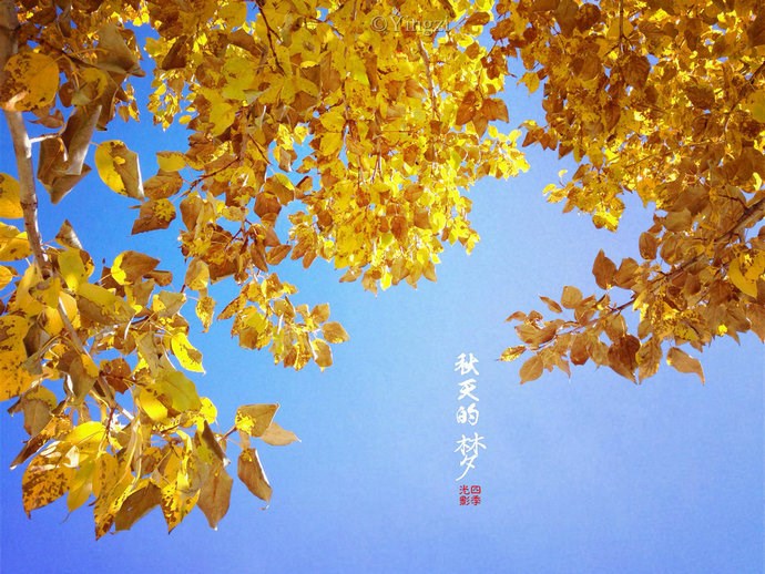 【稻城.青杨林】秋！<wbr>我想和你聊一聊<wbr>23P