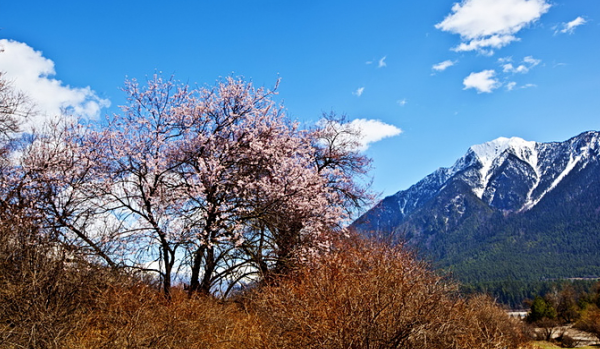 山野桃花始盛开