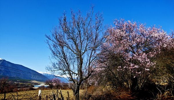 田园中的桃花
