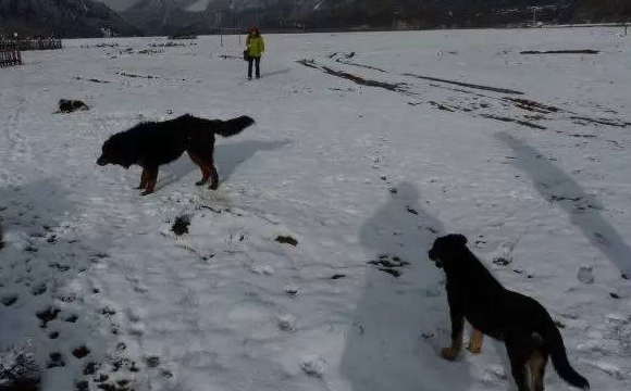 狼