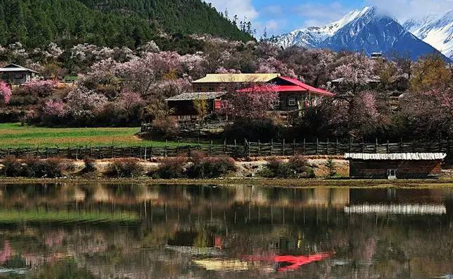 林芝桃花