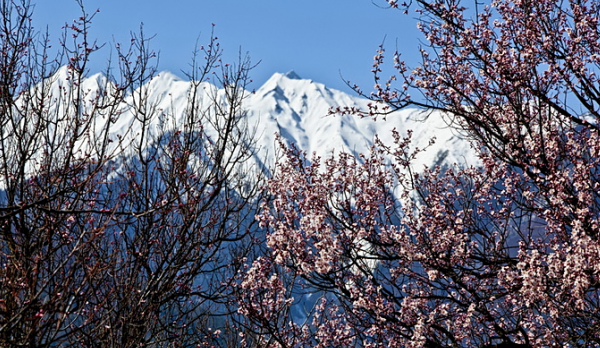 桃林与雪山