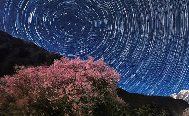 林芝桃花