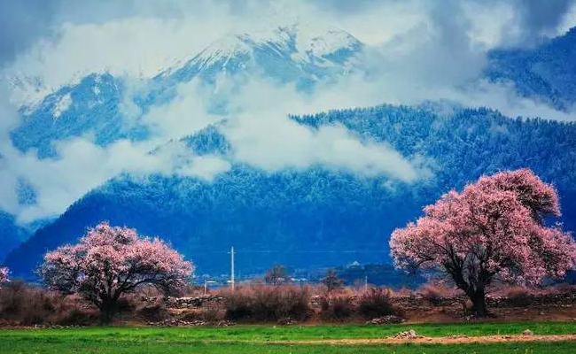 林芝桃花