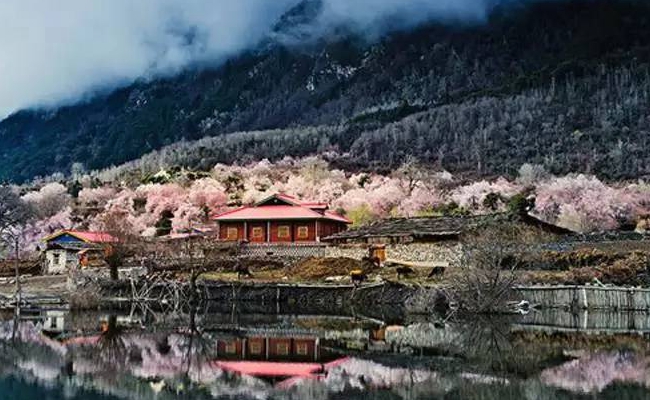 林芝桃花